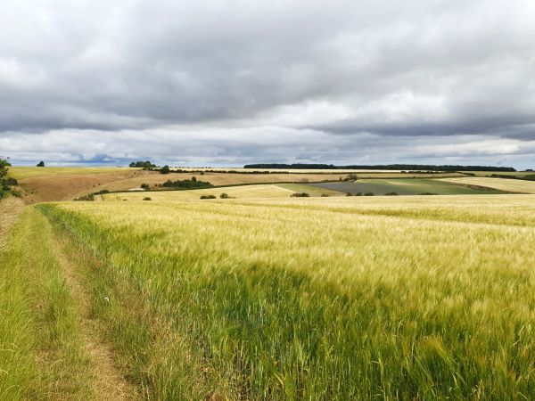 Picture of GYBO (Young Ramblers): Yorkshire Wolds Way Section 5 - Thixendale to Wintringham